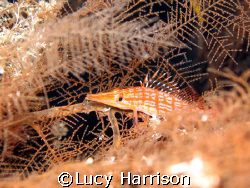 Longnose Hawkfish (Oxycirrhites typus) in sea fan, Big Dr... by Lucy Harrison 